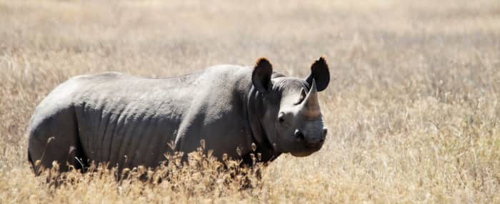 Black Rhinoceros (Diceros bicornis), picture taken at Ngorongoro Conservation Area, Tanzania