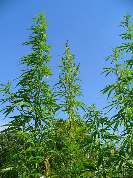 Marijuana is a tall spindly plant. They can be as tall as six feet. The leaves of a marijuana plant have five to seven feathery leaflets that all come together at the base.