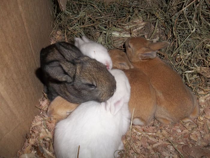 Two-week-old baby rabbits, six in total, safely born in a nesting box. Their mother is a mixed breed but dad is pure Flemish Giant. The dark one is taking after dad and two white ones after the mother.