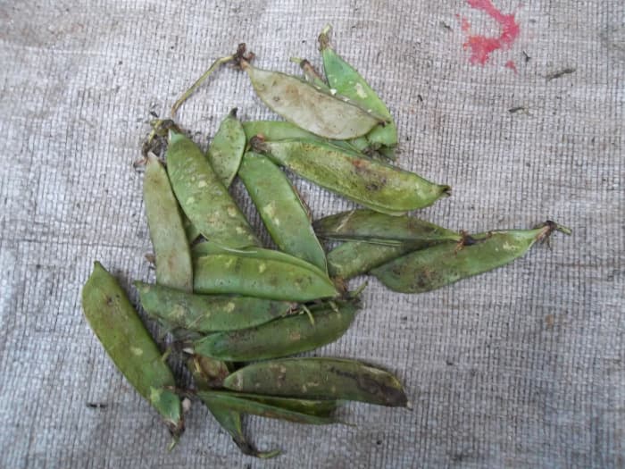 washed green pea pods. If you have very many of them, allow them to dry completely in the sun so that they can keep for longer