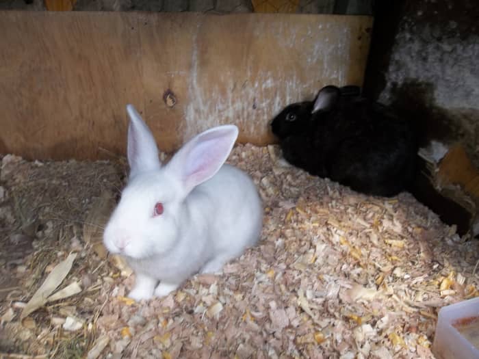 A one month old ' sole survivor' of the keeper's negligence to install a nesting box in good time. Fathered by a pure breed Flemish Giant, the mother (in the backgraound) is a black mixed breed. Offspring is maturing fast, just like daddy.