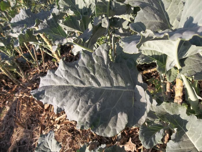 A fresh Kale leaves - ensure you wither it a little before giving it to the rabbit, especially newly weaned kits