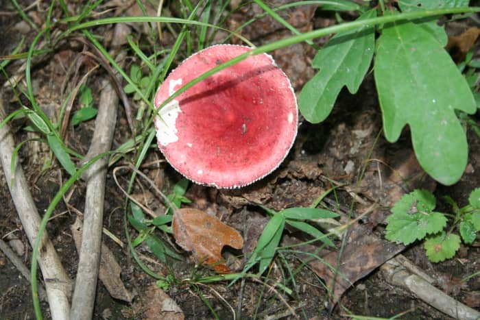This particular mushroom came in several shades ranging from green, gray, purple to red. Unidentified species.