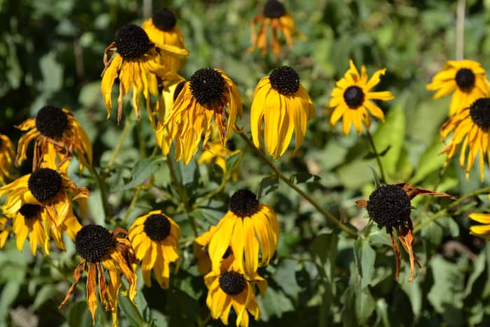 My mother's flower gardens, usually so beautiful and brilliant with color, started to miss her touch after she could no longer tend to them.