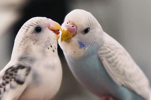 Do Animals Fall in Love ? - HubPages