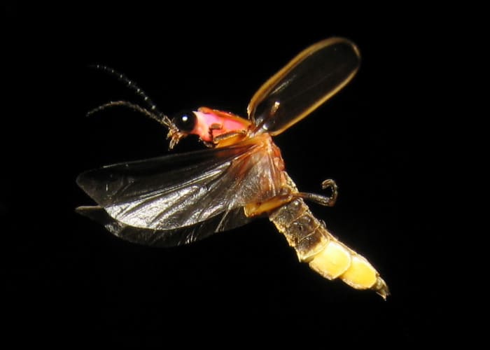 The female Photinus firefly who attracts the male of another species by mimicking the light flash signals.