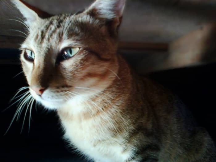 If your cat is not eating properly, showing lack of energy, behaving sluggish; has dull coat, skin patches, and loss of fur, these symptoms indicates sickness and health complications.