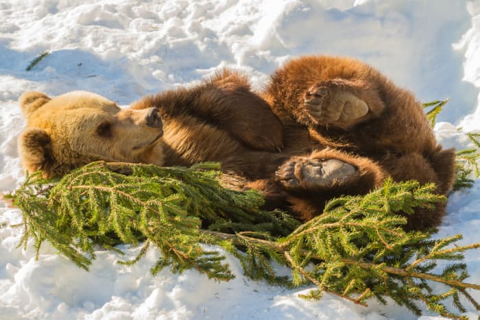 3 animals that hibernate in winter