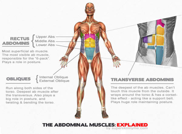Anatomy of the Male Abdominal Muscles including the obliques with color and full description