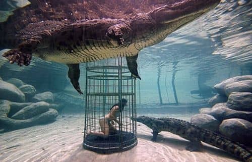 Crocodile cage-diving.