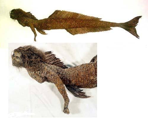 Does this photo show a real Mummified Mermaid? There is much debate about this particular photo. Does it or does it not show a real mummified mermaid? What do you think? Post your comments below but no links please.