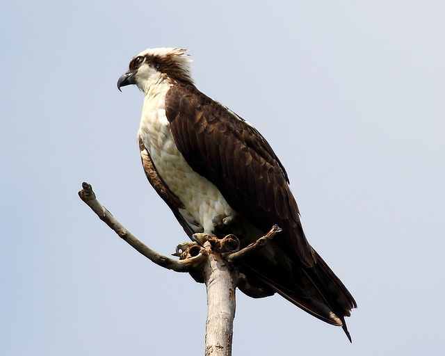 10 Amazing Predatory Birds in Action HubPages