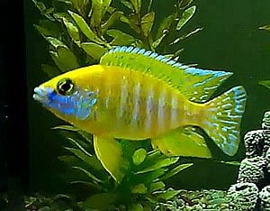 Pictured is a young dominant male Sunshine Peacock cichlid that is starting to show some good color. Dominant males will display the brightest color.