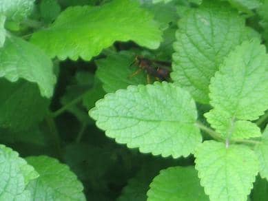 Lemon balm has scallop-edged lime-colored leaves, square stems and grows about 2 feet tall. Tiny white blossoms will bloom when the plant is trying to go to seed.