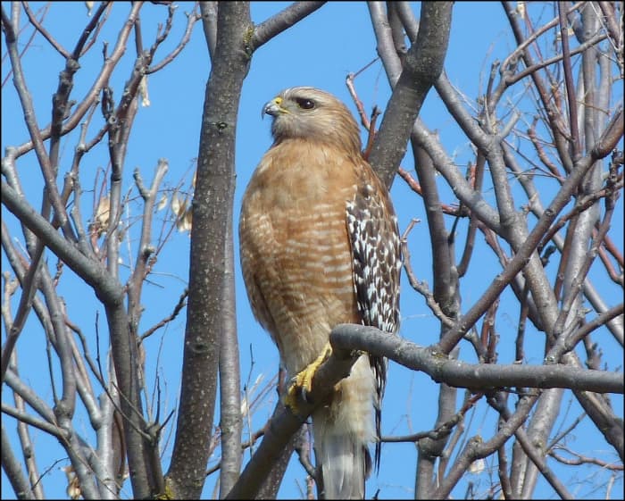 100+ Stunning Pictures of Eagles and Hawks | Eagle Photography HQ ...