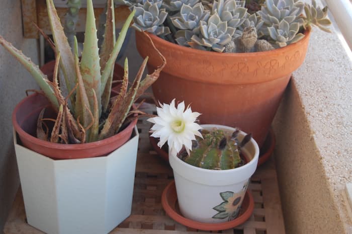 Cactus and succulents growing in containers. Aloe Vera to the left, a flowering Gymnocalycium and Echeveria - an easy to grow succulent.