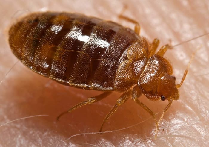 how-to-get-rid-of-bed-bugs-yourself