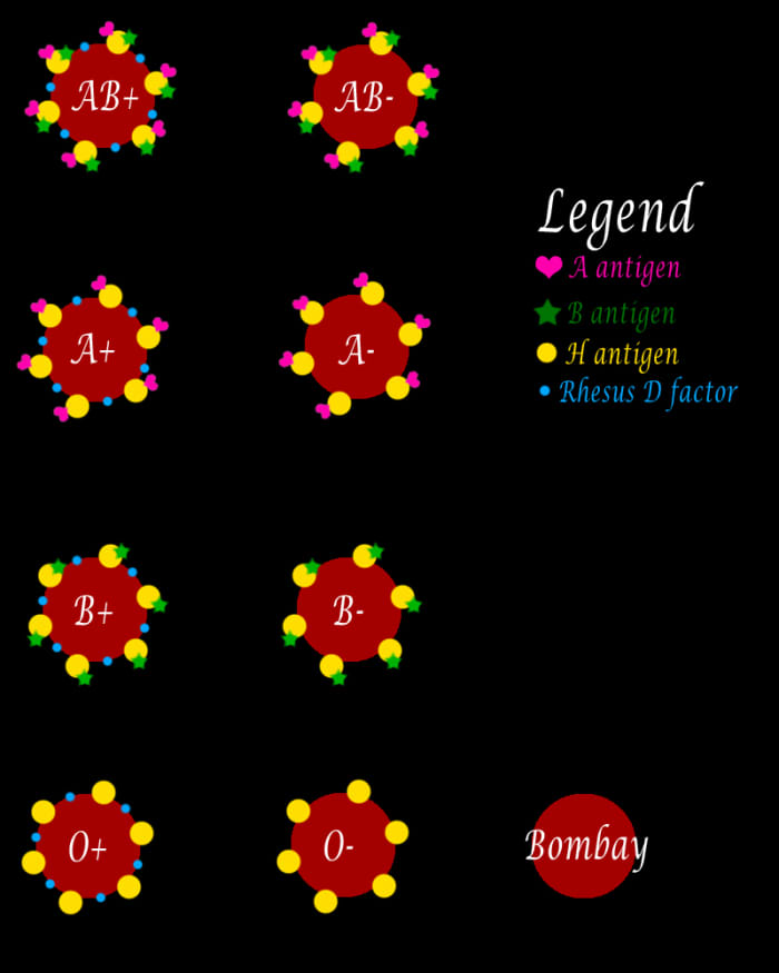 This diagram demonstrates the various ABO blood types and the antigens present on the surface of the red blood cells for each ABO blood type.