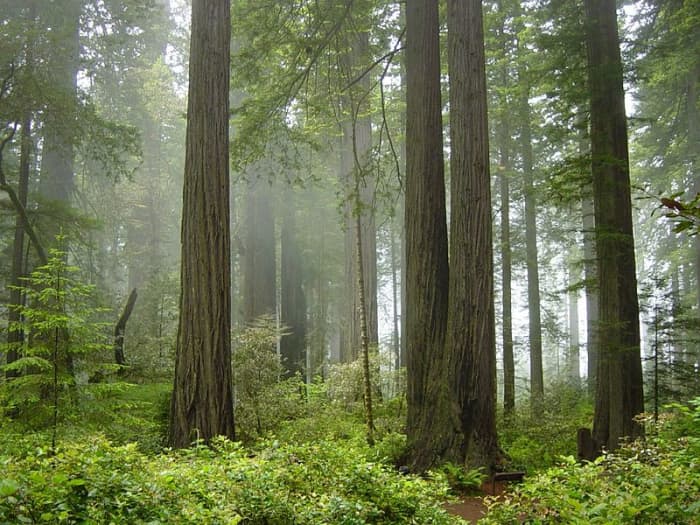 Temperate rainforest, Coast Redwood forest in Redwood National Park, Northern California, United States
