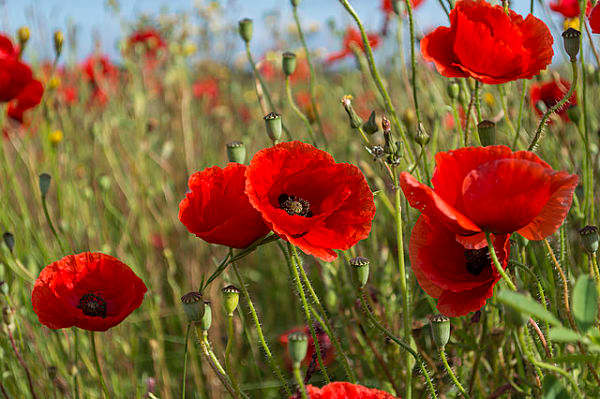 Discover Different Kinds Of Poppies - HubPages