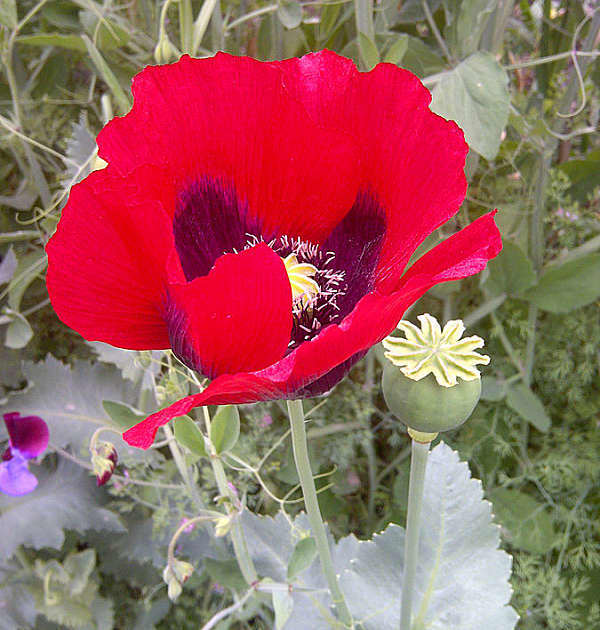 Discover different kinds of poppies hubpages