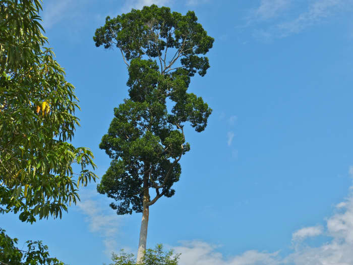 6. Endangered Plant : Apnit or Bagtikan - Parashorea malaanonan