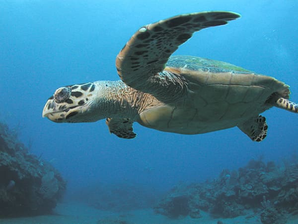 1. Endangered Animals : Pawikan Or Hawksbill Sea Turtle (Scientific Name: Eretmochelys Imbricata)