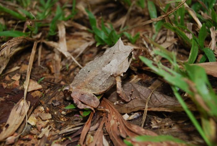 7. Palawan horned frog (scientific name: Megophrys ligayae)