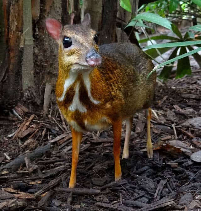 9. Pilandok or Philippine mouse deer (scientific name: Tragulus nigricans)
