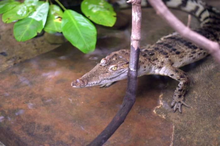 5. Mindoro crocodile (scientific name: Crocodylus mindorensis)