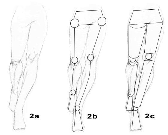 Drawing The Human Figure: Perspective & Foreshortening - Hubpages