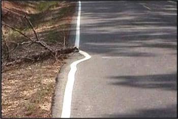 This is a great example of stupid decisions. It was obviously easier to drive around the dead tree than to stop for a minute and move the tree. Right?