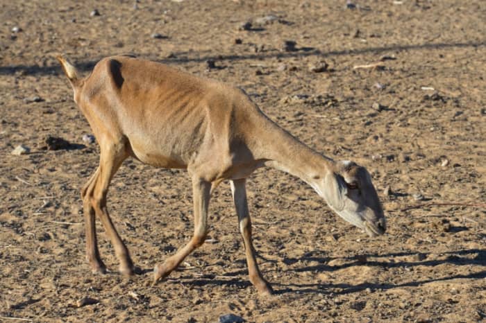 Drought often means suffering for livestock, like this Brazilian goat, photographed in 2013 by Agência Brasil. Image courtesy Wikimedia Commons.
