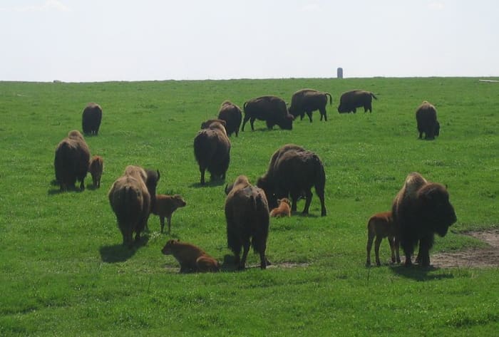 Species "Bison bison"