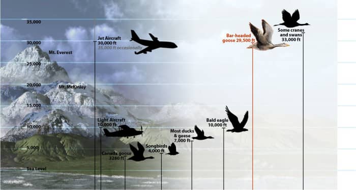 Most airliners fly around 33,000 feet. Geese, swans and cranes are able to fly at the same height.