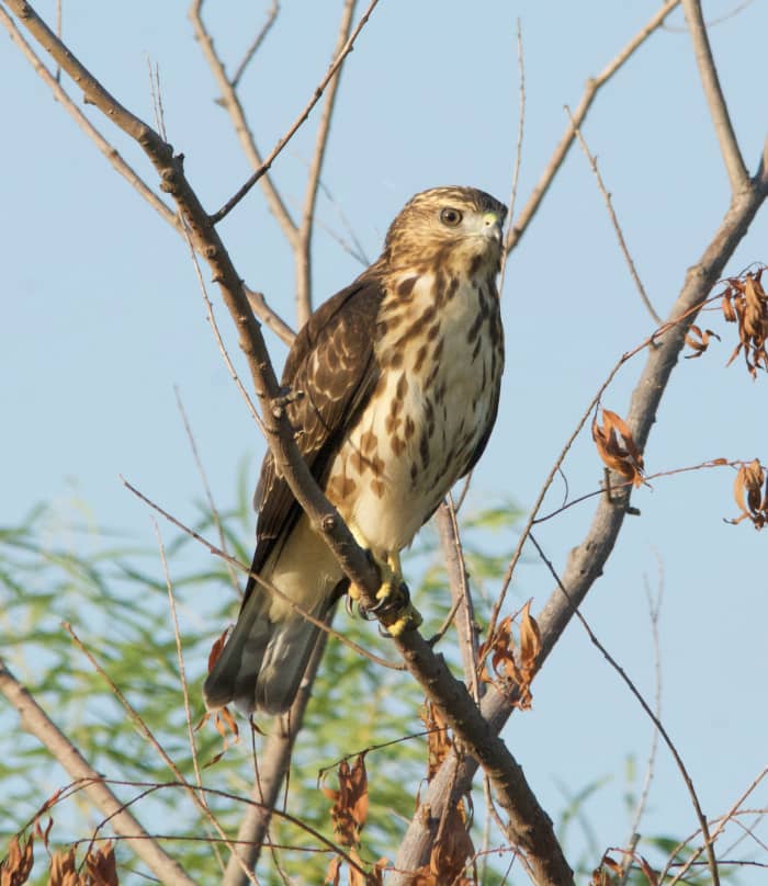 Birding the Oklahoma Skies for Hawks - HubPages