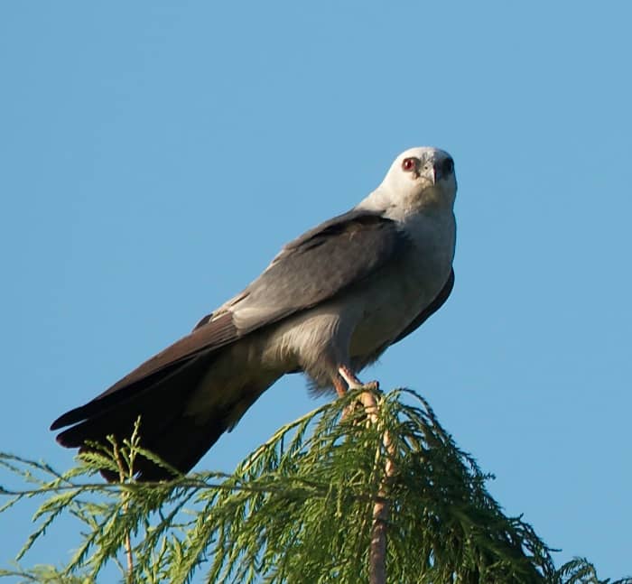 Birding the Oklahoma Skies for Hawks - HubPages