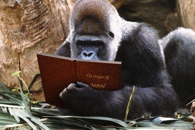 Studious George- 'I can't believe humans are more intelligent than us, I'll show to them how to solve the PHYTAGOriAN theorem "