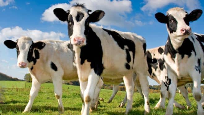 Amos compared the women of his day to cows to show the population's laziness, selfishness and wickedness.