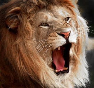 Amos' use of a lion is effective in communicating his point to modern readers. It would have been even more effective to the readers of his day.