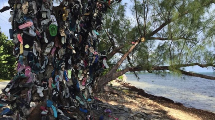 Over time, the collection has crept more than 15 feet up the trunk, and is now rapidly migrating to a neighboring tree.
