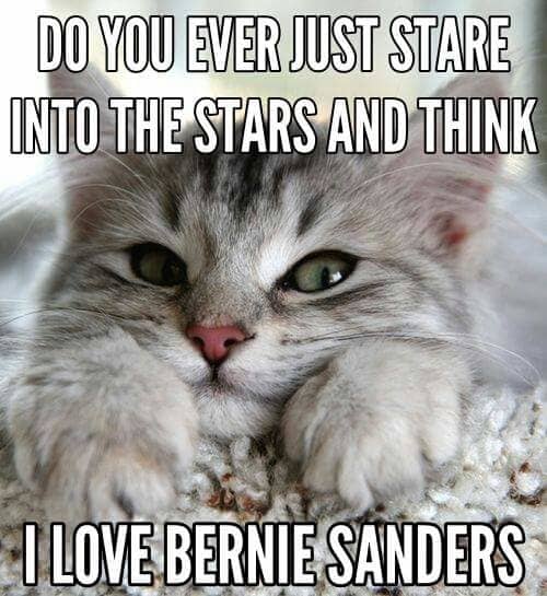 "Do you ever just stare into the stars and think, I love Bernie Sanders."
