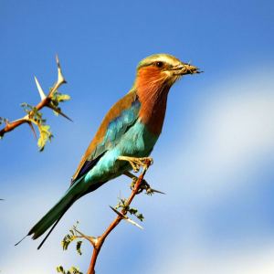 Lilac breasted Roller with Grasshopper on Acacia tree in Botswana
