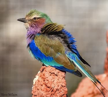 Lilac breasted roller bird
