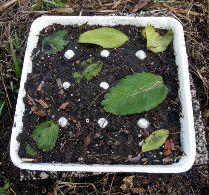 Once these plants are established, they can be neglected or if watered, do so no more than once or twice a week. These succulent plants are adapted to dry conditions and can survive long periods of drought.
