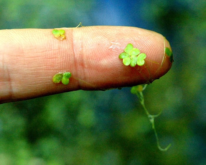 Lemna minor, smallest of the two species of Duckweed native to North America, is displayed on this finger.