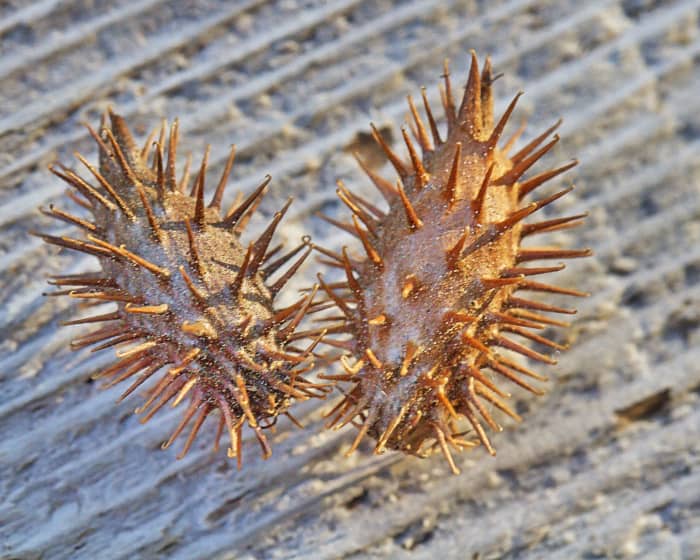 We can thank these aggravating burs that we have all picked off our clothing and our pets for being the inspiration for the invention of velcro,