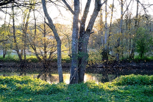 If you think you are brave, then I dare you to walk into this river bank governed by a swarm of bees.
