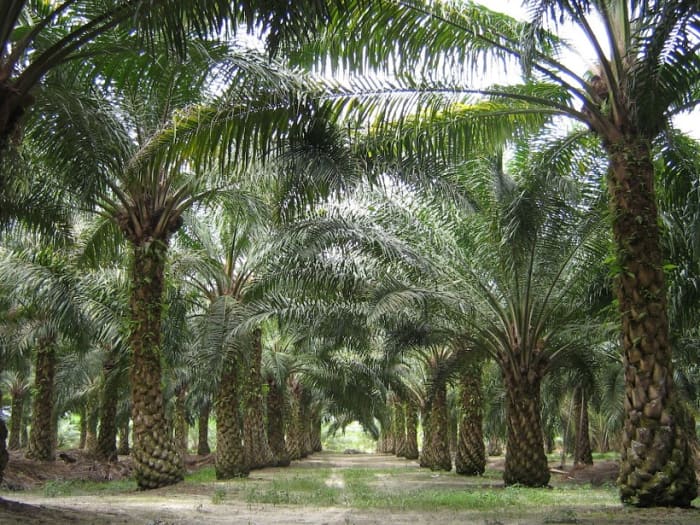 Apparently, the palm oil industry is also wreaking havoc on the environment and human health. Plus, in one year alone, around 1,500 orangutans were clubbed to death by palm workers.