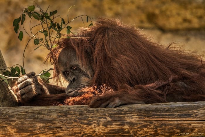 According to a report by the New York Times Magazine, orangutans raised in captivity do much better on cognitive tests that those in the wild. Human interaction definitely helps, although this one looks as if he's too tired to interact right now.